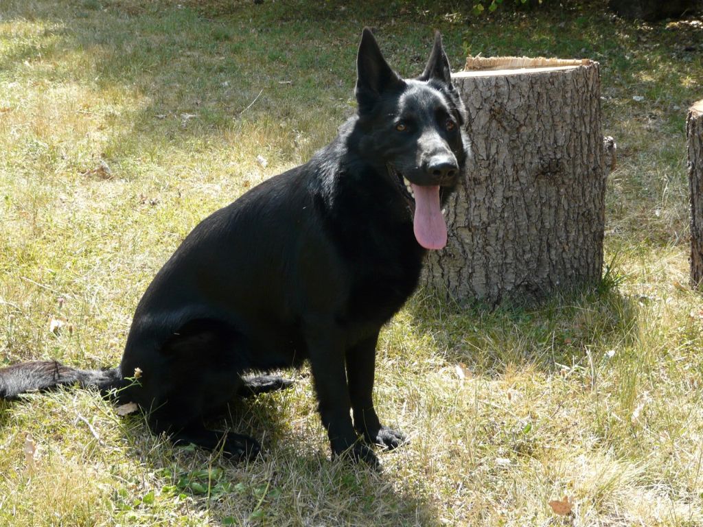 Nerra Des animaux stars